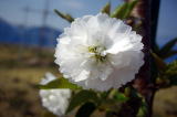 子福桜