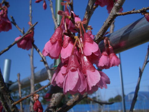 さくら写真館 緋寒桜 寒緋桜 ヒカンザクラ カンヒザクラ