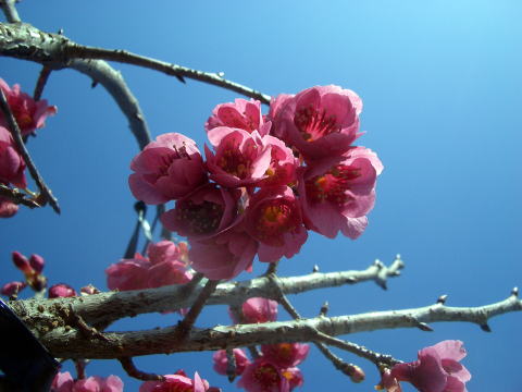 さくら写真館 緋寒桜 寒緋桜 ヒカンザクラ カンヒザクラ