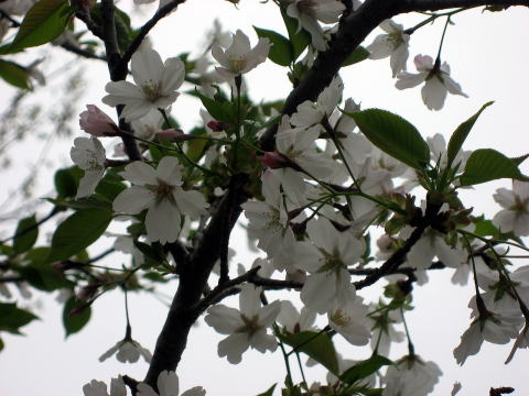 御殿場桜