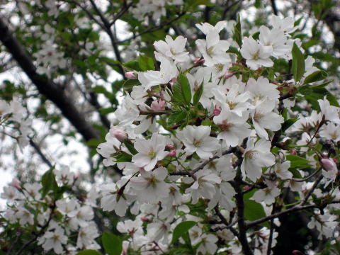 御殿場桜