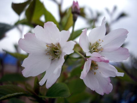 御殿場桜