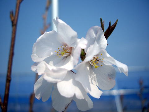 彼岸台桜