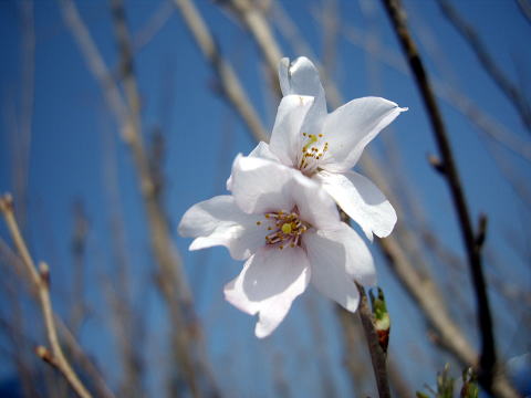 彼岸台桜