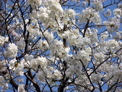 千原桜